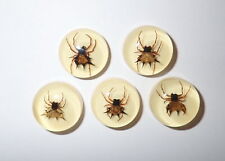 Resin Cabochon Round 19 mm Spiny Spider Amber White Bottom 5 Pieces Lot picture