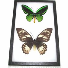 Ornithoptera pria pair male female REAL FRAMED BUTTERFLIES picture