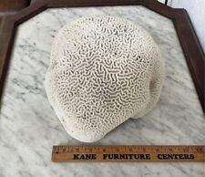 Large 15+Lb. Natural Deep Sea Brain Coral Fossil Crystals Ocean Beach Home Decor picture