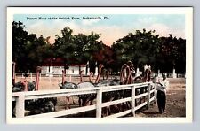 Jacksonville FL-Florida, Dinner Hour at the Ostrich Farm, Vintage Postcard picture