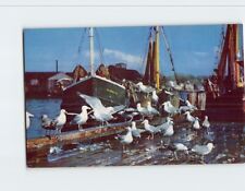 Postcard Feast of the gulls picture