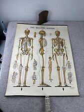1947 Peter Bachin Chart SKELETAL SYSTEM Vtg Medical Hospital Poster Anatomical picture
