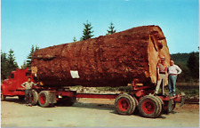 Postcard Giant FIr Log on Vintage Logging Truck Oregon Forest picture