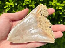 Indonesian Megalodon Sharks Tooth HUGE 4.8” Fossil Serrated Megladon Indonesia picture
