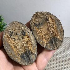 AAA+ Rare Bony Fish Fossil Nodule Triassic Concretion Madagascar 80g d245 picture