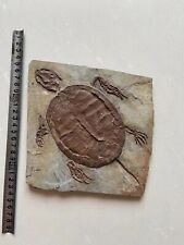 Real Turtle Fossil Rare Chinese Best Triassic Keichousaurus Collection 900019 picture