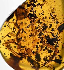 Rare Large Scorpion, Fossil inclusion in Burmese Amber picture
