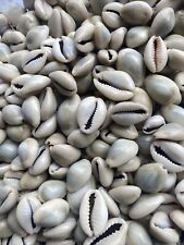 200 Golden Ring Top Cowrie Seashells Sea Shell Cowry  Assorted Sizes picture
