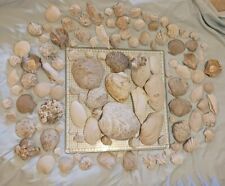 Florida Fossil Shell Bivalve Halves Large Lot Clamshell Specimens FS28 picture