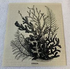 small 1880 magazine engraving~ CORALS picture
