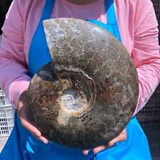 6.99LB Natural conch Fossil slice Sea Conch Crystal Mineral Specimen 1447 picture