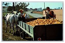 Lancaster, PA Pennsylvania, Amish Country, Horse, Wagon, Corn Harvest, Postcard  picture