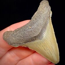 Ancestral Megalodon Shark Tooth (Otodus angustidens) 2.19
