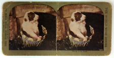 Vintage Stereograph Stereo View Stereoscope Card CUTE Puppy in a Pale picture