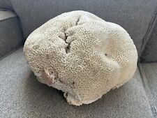 Brain Coral, 15”x13”x9”h. 24#7oz. picture