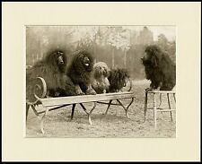 POODLE GROUP OF SEATED DOGS LOVELY VINTAGE STYLE DOG PRINT READY MOUNTED picture
