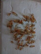 LOT OF CICADA WINGS From This Years Batch In Eastern Missouri ASSORTED SIZES picture