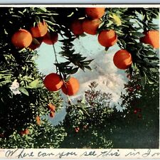 c1900s UDB CA Cali - California Vista Orange Tree Mountain Postcard Detroit A225 picture