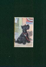 Scottish Terrier - CUSTOM MATTED - Dog Art Print Gift - CLEARANCE picture