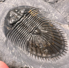 Trilobite Thysanopeltis sp. Trilobiten Fossil Morocco picture