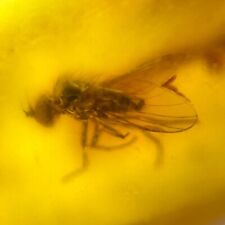 Baltic Amber Fly Insect Inclusion Includes 4x Magnifying Case picture