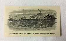 small 1880 magazine engraving~ SEA RAVEN LYING IN WAIT picture