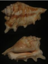 Tonyshells Seashells Lambis adami SPIDER CONCHS 49mm F+++/GEM superb specimen picture
