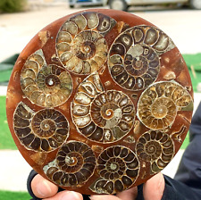 200G Rare Natural Tentacle Ammonite FossilSpecimen Shell Healing Madagascar picture