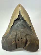 Megalodon Shark Tooth 6.15” Giant - Unique Fossil - Authentic 18073 picture