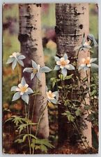 Colorado Columbines Growing Along Aspens State Flower Postcard PM Estes Parks CO picture