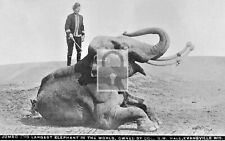 Jumbo Circus Elephant & Trainer Evansville Wisconsin WI Reprint Postcard picture