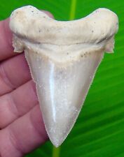 AURICULATUS Shark Tooth - 2 & 15/16  -  MEGALODON ANCESTOR - NATURAL picture