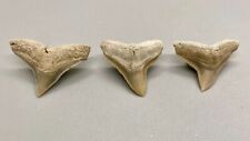 Beautiful Group of 3 Large Colorful Fossil BULL SHARK Teeth - Aurora, N.C. picture