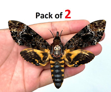2 Real Death Head Moth Acherontia Skull Taxidermy Dried Insect Bug Specimen picture
