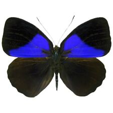 Eunica amelia blue black butterfly Peru UNMOUNTED/WINGS CLOSED picture