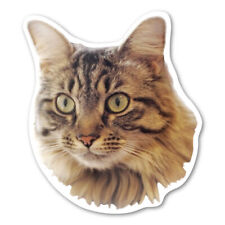Maine Coon Cat Magnet picture