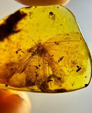 Genuine Fossil amber Insect burmite Burmese Huge Neuroptera Myanmar picture