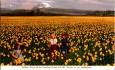 Postcard Daffodil Fields in Puyallup Valley Mt Ranier WA Washington        K-793 picture