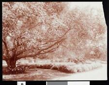 El Roble Grounds Pasadena 1910 California Old Photo picture