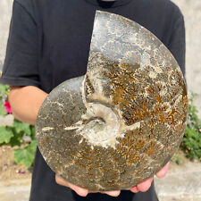 3.8lb Large Rare Natural Ammonite Fossil Conch Crystal Specimen Healing picture
