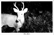 RPPC Mio MI Michigan Deer Looking at Camera Kodak photo postcard JP9 picture