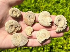 France Fossil Ammonites LOT OF 8 NICE Middle Jurassic Age French Fossils picture
