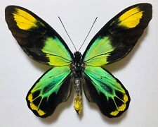 FANTASTIC BLUEISH ORNITHOPTERA VICTORIAE MARAMASIKENSIS. MALE. EXTREMELY RARE  picture