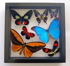 7 REAL BUTTERFLIES AMAZING COLORS MOUNTED WOOD BLACK DOUBLE GLASS 8.5