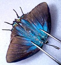 BLUE BUTTERFLY GREAT PURPLE HAIRSTREAK # 2 FEMALE Atlides helesus picture