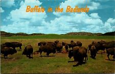 Badlands National Park South Dakota SD Buffalo Bison Postcard picture