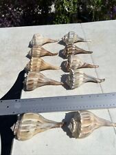 5.5'' Large Lightning Whelks - Conch - Shell lot of 10 - Beach Center Wedding picture