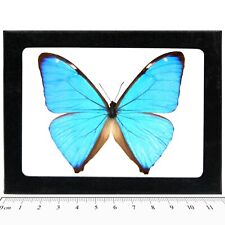 Morpho aega REAL FRAMED BUTTERFLY BLUE ARGENTINA picture