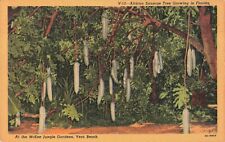 Vero Beach Florida, McKee Jungle Gardens African Sausage Tree, Vintage Postcard picture