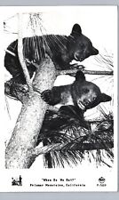 BEAR CUBS IN TREE palomar mountains ca real photo postcard rppc frashers cali picture